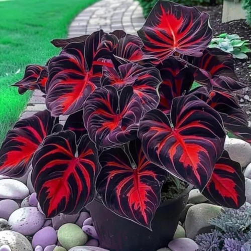 220+ Mixed Color Hosta Seeds for Planting – Hostas Seeds Rare Perennial, Flower