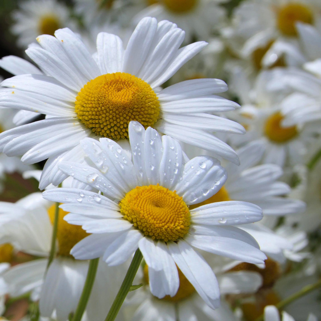 Fresh Elegant Alaska Shasta Daisy Seeds | Heirloom Non-GMO | Flower Seeds