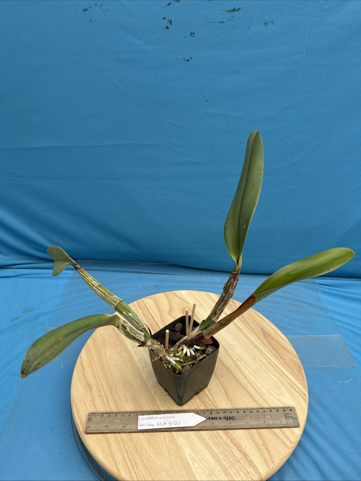 Cattleya lueddemanniana coerulea VERY NUTMEG FRAGRANT Orchid Species 4” Pot