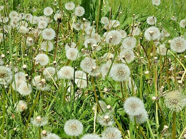 Dandelion 1000 seeds, herb, Taraxacum officinale, yellow daisy, EZ to grow.
