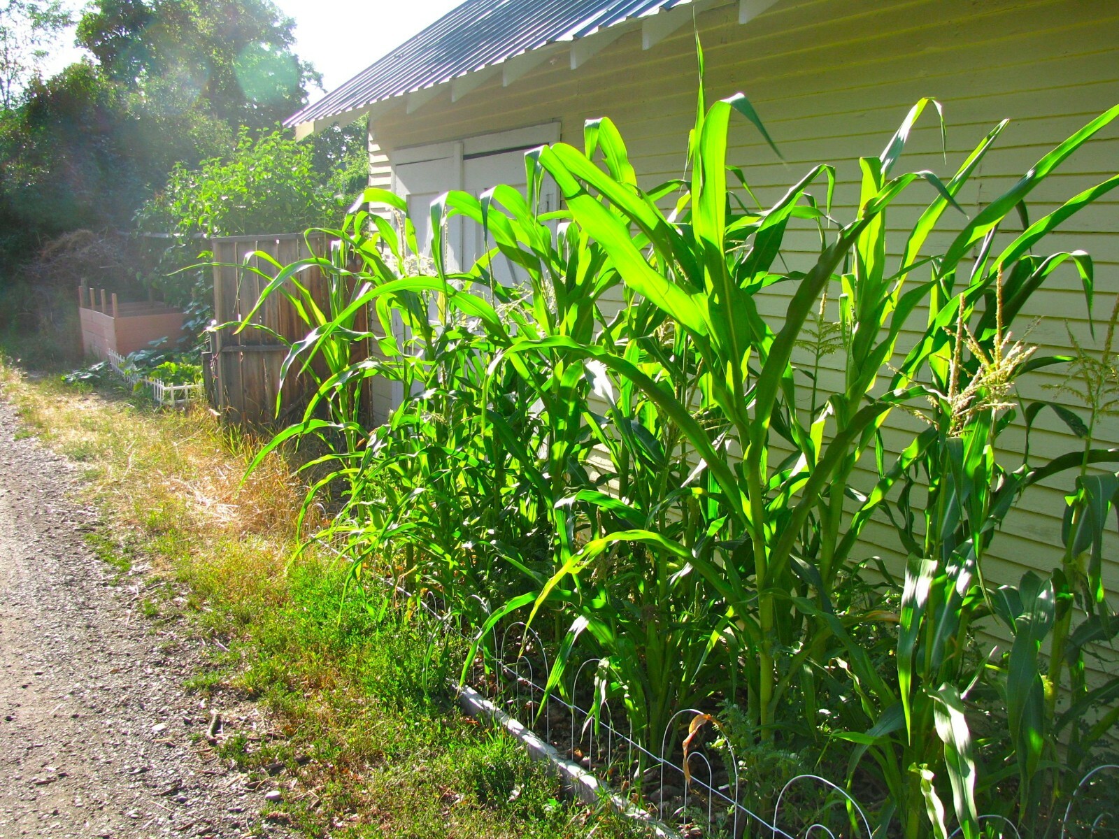 Sweet Corn ‘Heirloom Mix’ 100+ Seeds DELICIOUS NON-GMO flavorful YUM easy 2 grow
