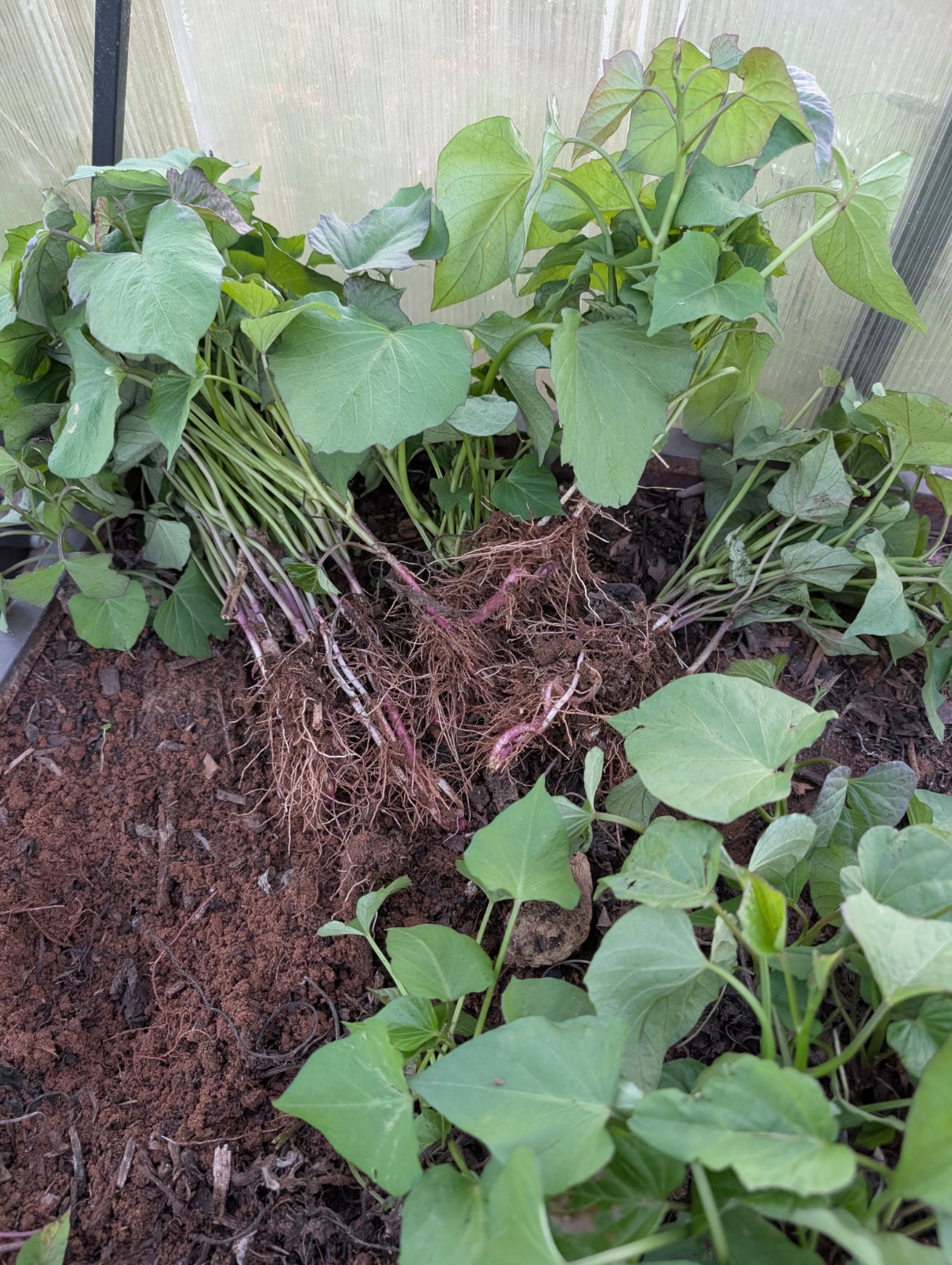 Japanese Sweet Potato Slips Rooted From Soil Reddish-pink Skin Yellow Flesh