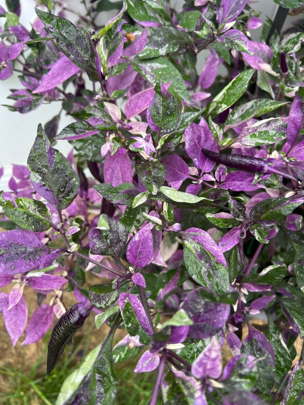 Dreamcatcher x Jalapeno Farmers Market Potato- Variegated Unique Pepper Seeds