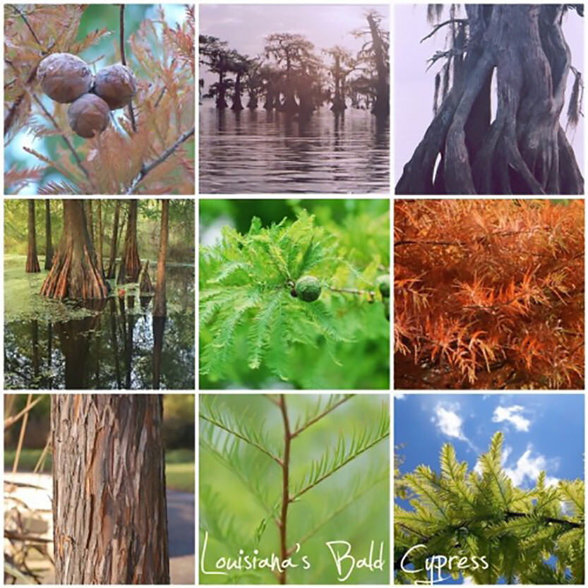 Bald Cypress, Taxodium distichum, Tree Seeds (Fast, Fall Colors, Hardy)