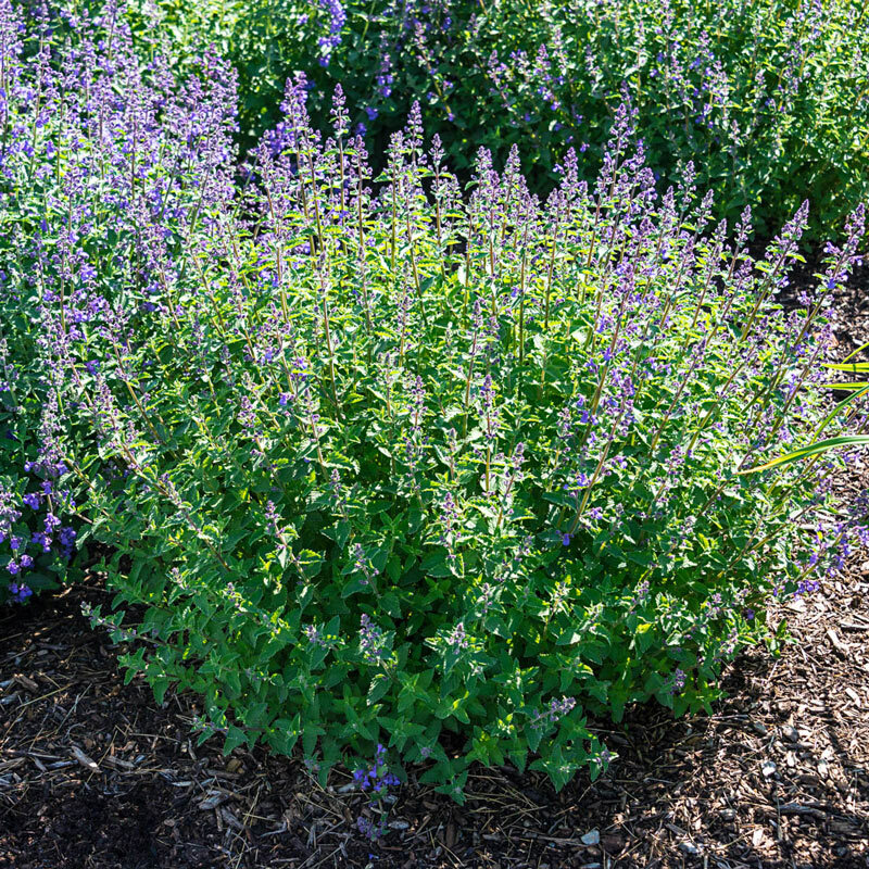 250+ Catnip Seed, Heirloom NON-GMO Fresh Seeds for Your Garden and Fur Babies