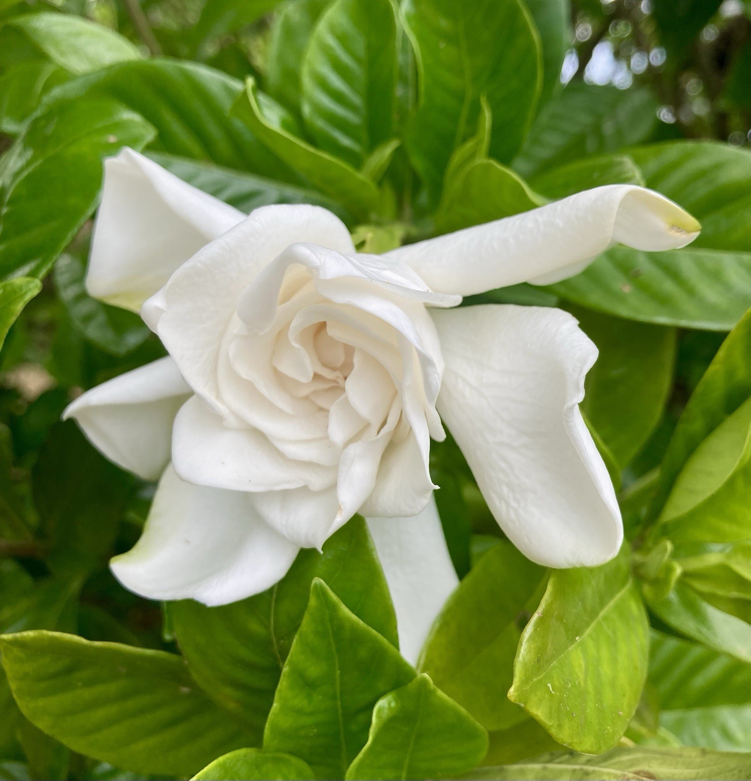 FRAGRANT GARDENIA Unrooted 6”+ Cutting Only Heirloom 40+ YR Old Semi Hardwood