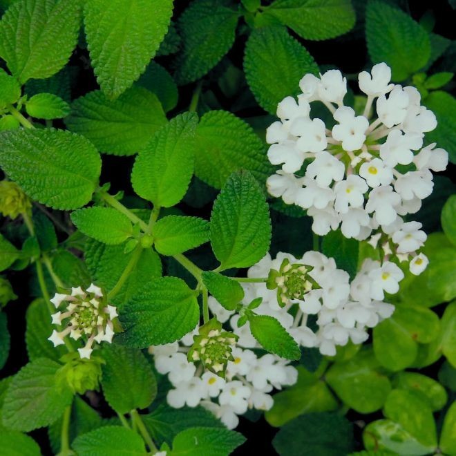 Trailing White Lantana, Live Plants (Lantana Montevidensis) in 2.5″ Nursery Cube