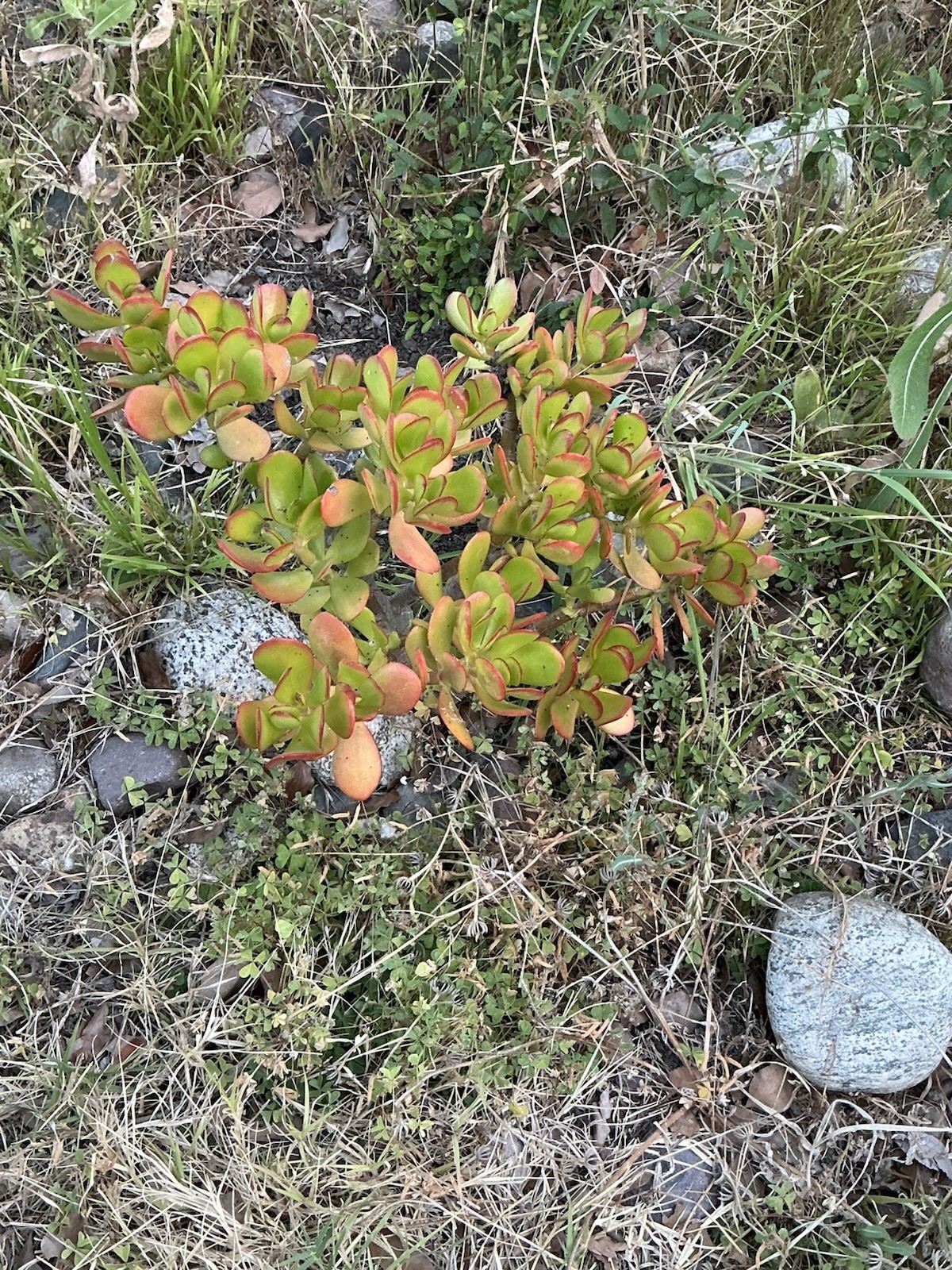 Lot Of 2 Healthy Jade Succulent Plants, 18” To 19” Tall, With Roots, Rooted