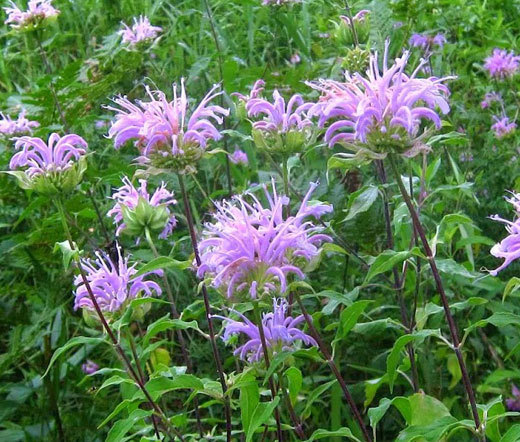 BERGAMOT WILD BEE BALM Monarda Fistulosa – 50,000 Bulk Seeds