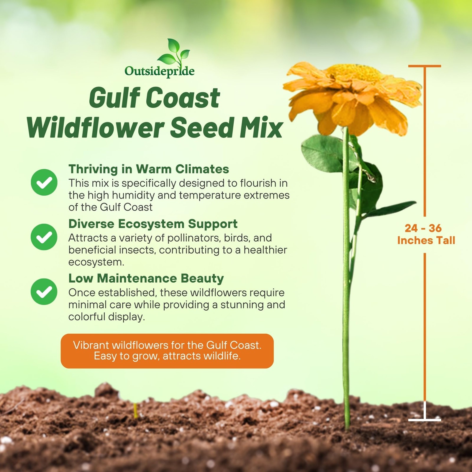 Gulf Coast Wildflower Seed Mix – 1/4 lb Perennial & Annual Wild Flowers for F…