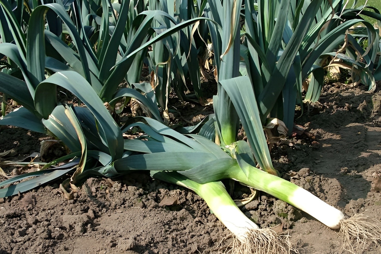 1,000 Large American Flag Leek Seeds | Broad London Leek – Cold Hardy Classic
