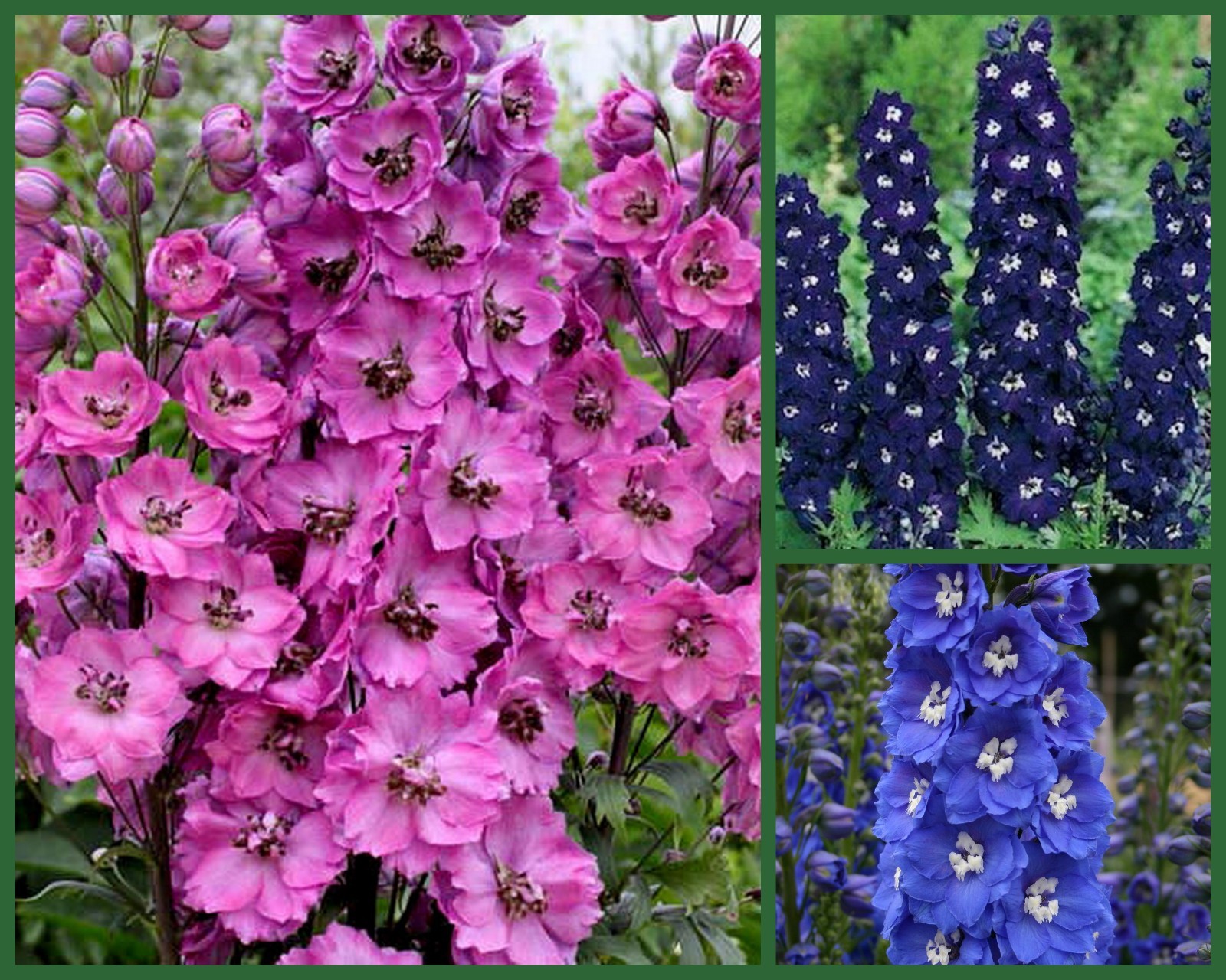 “Delightful Delphiniums” 3 Pack Special, Blue Delphiniums, Pink Delphinium Seeds