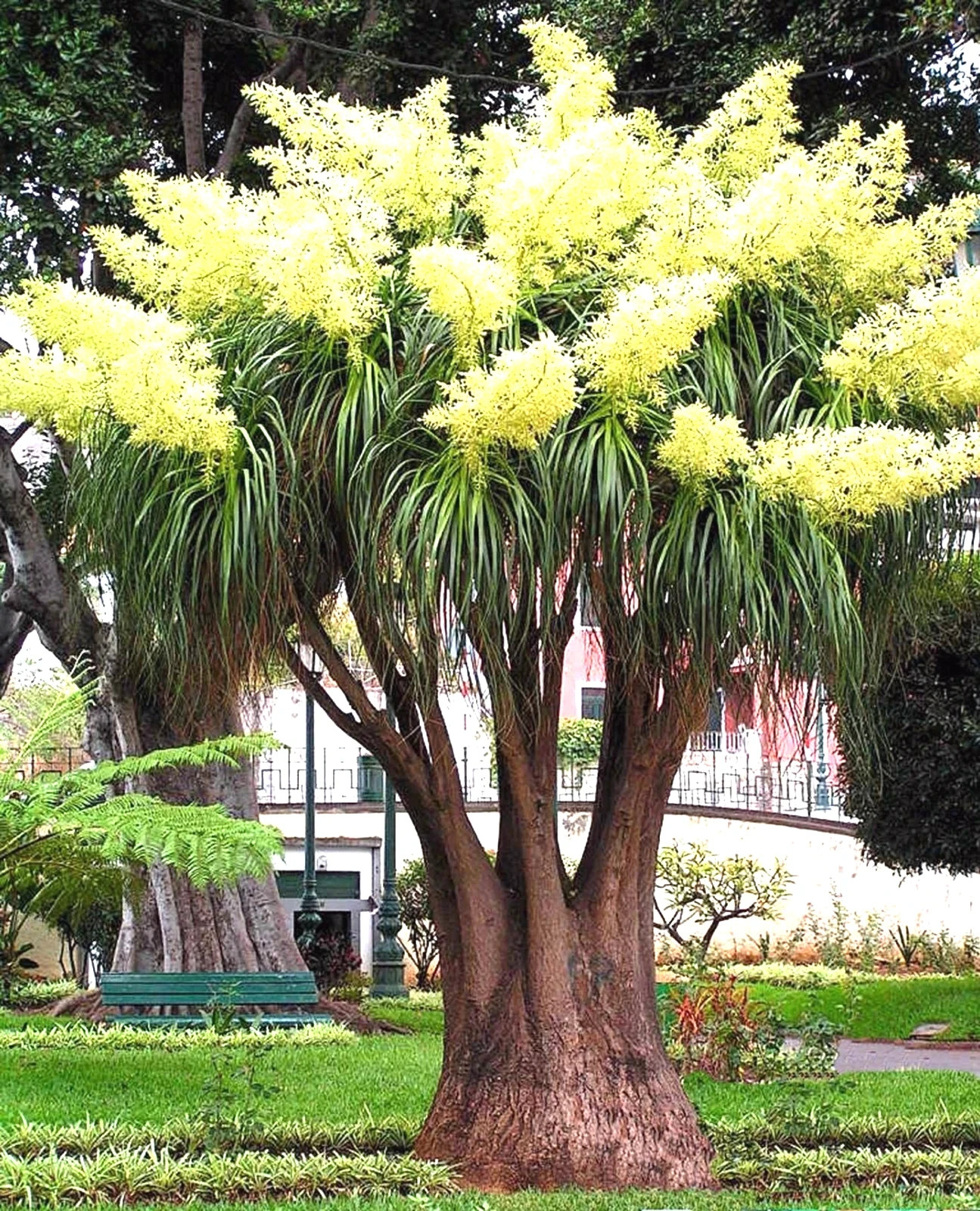 Ponytail Palm Tree Seeds (Beaucarnea recurvata) Elephant Foot Indoor House Plant