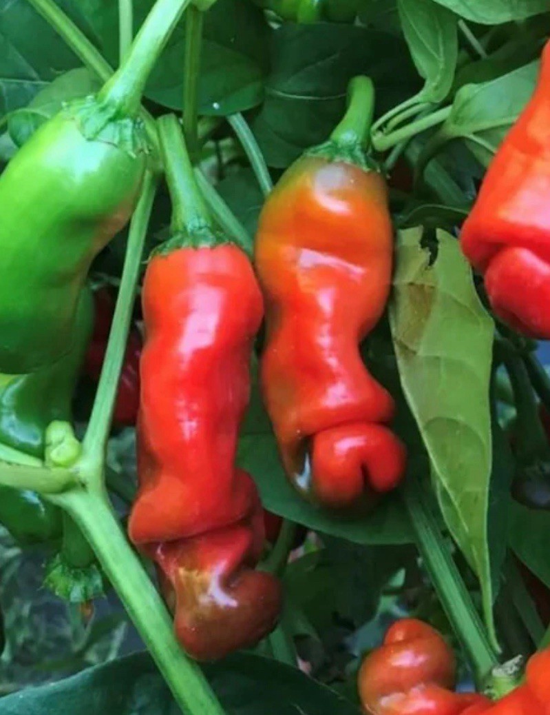 Male Sex Organ Shaped LOT OF 3 Hot Red Peter Pepper LIVE PLANTS