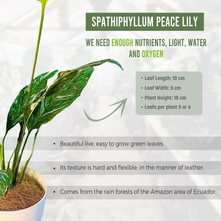 Spathiphyllum Peace Lily Variegated (Pack of 2)| Premium Live Indoor Houseplant