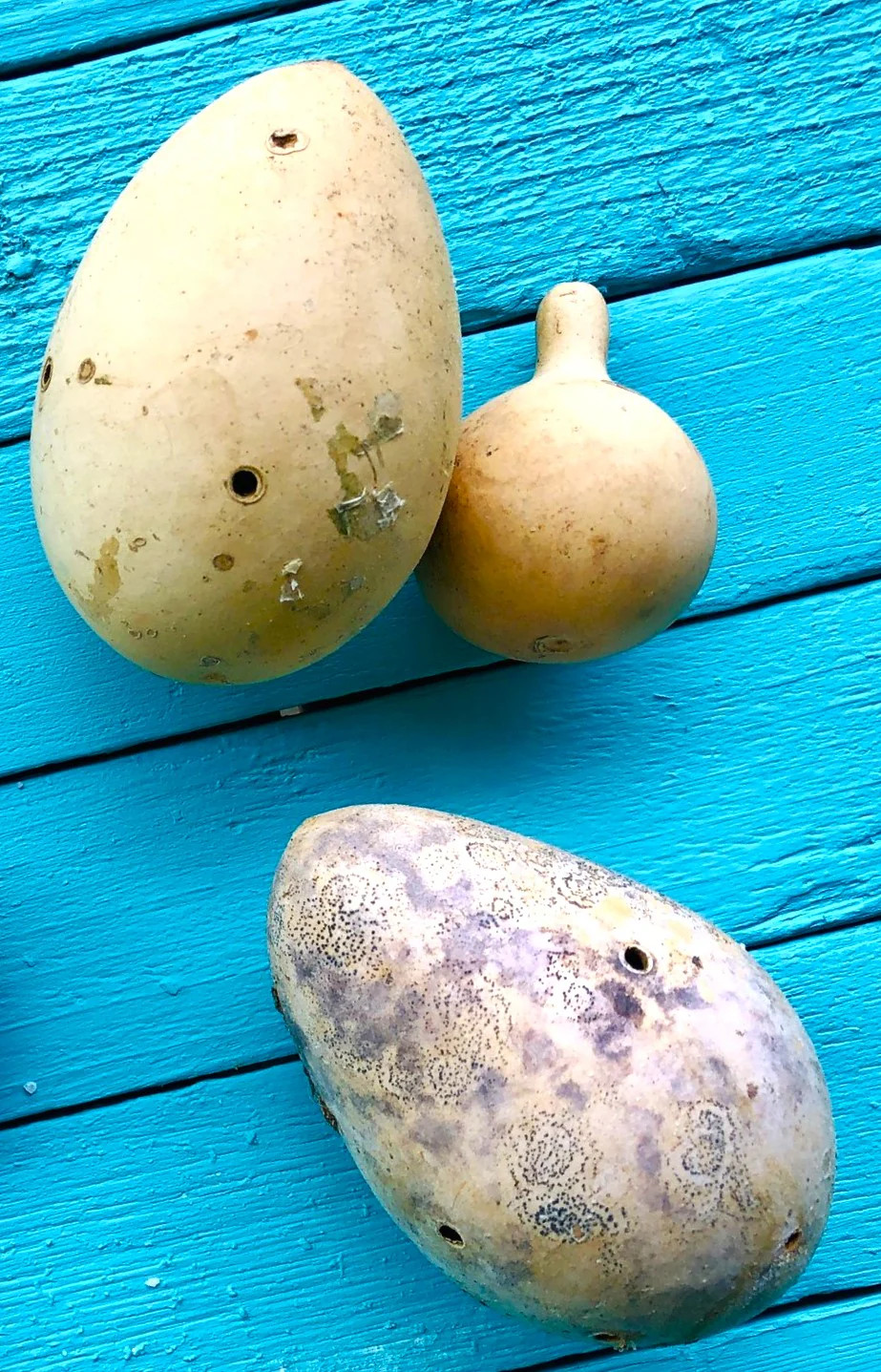 Ozark Nest Egg Ornamental Gourd Seeds – For 2025 Planting Dragon Eggs Cucumber