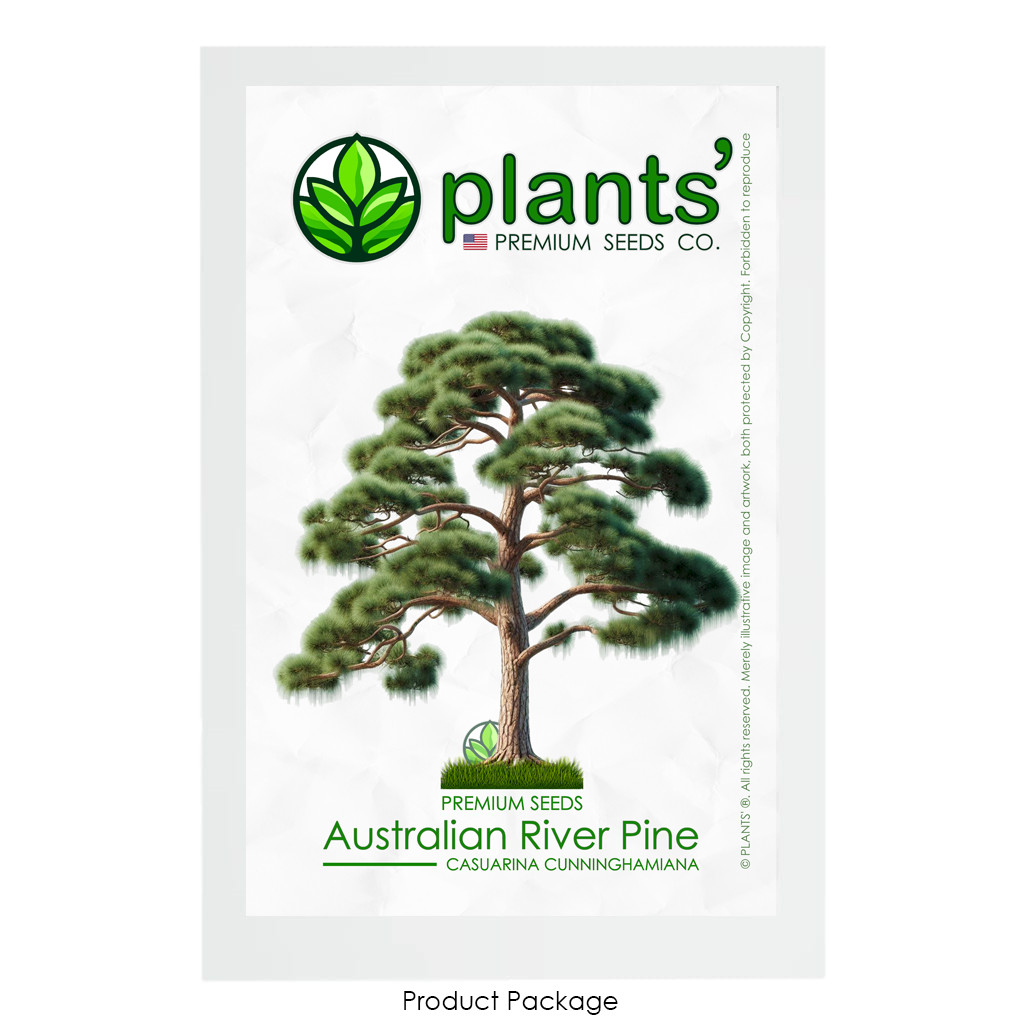 Australian River Pine Tree | Premium Seeds | Casuarina cunninghamiana | Plants’®