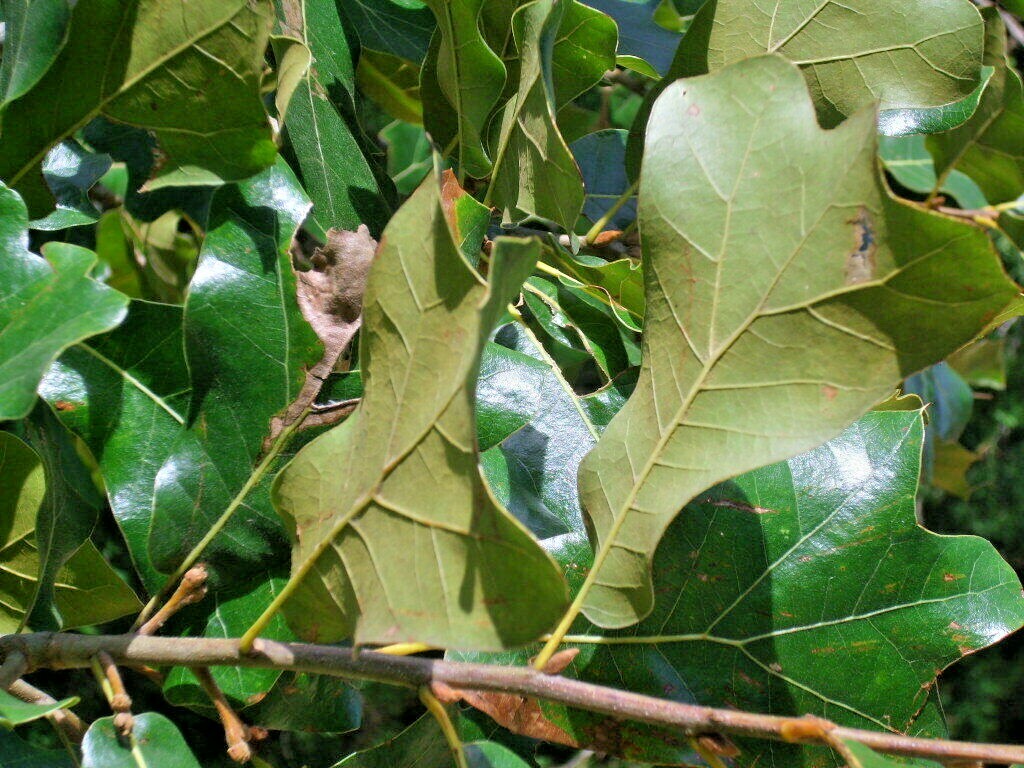 12 BLACKJACK OAK ACORNS – Quercus marilandica marilandica