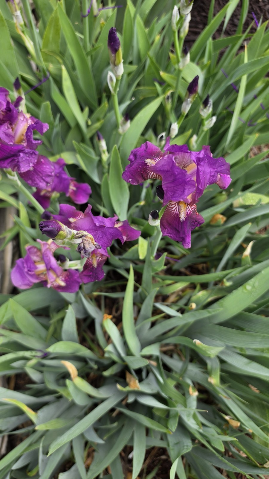 5 Bearded Iris rhizomes, Purple, about 30″ Tall, 5″ Flowers, Yellow veining