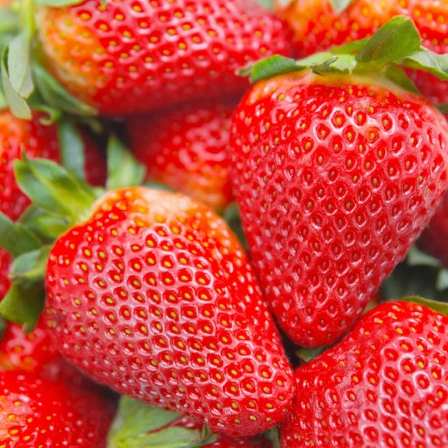 Hardy 200pcs Cream Strawberry Seeds – Fall & Spring Planting Perennial Herb