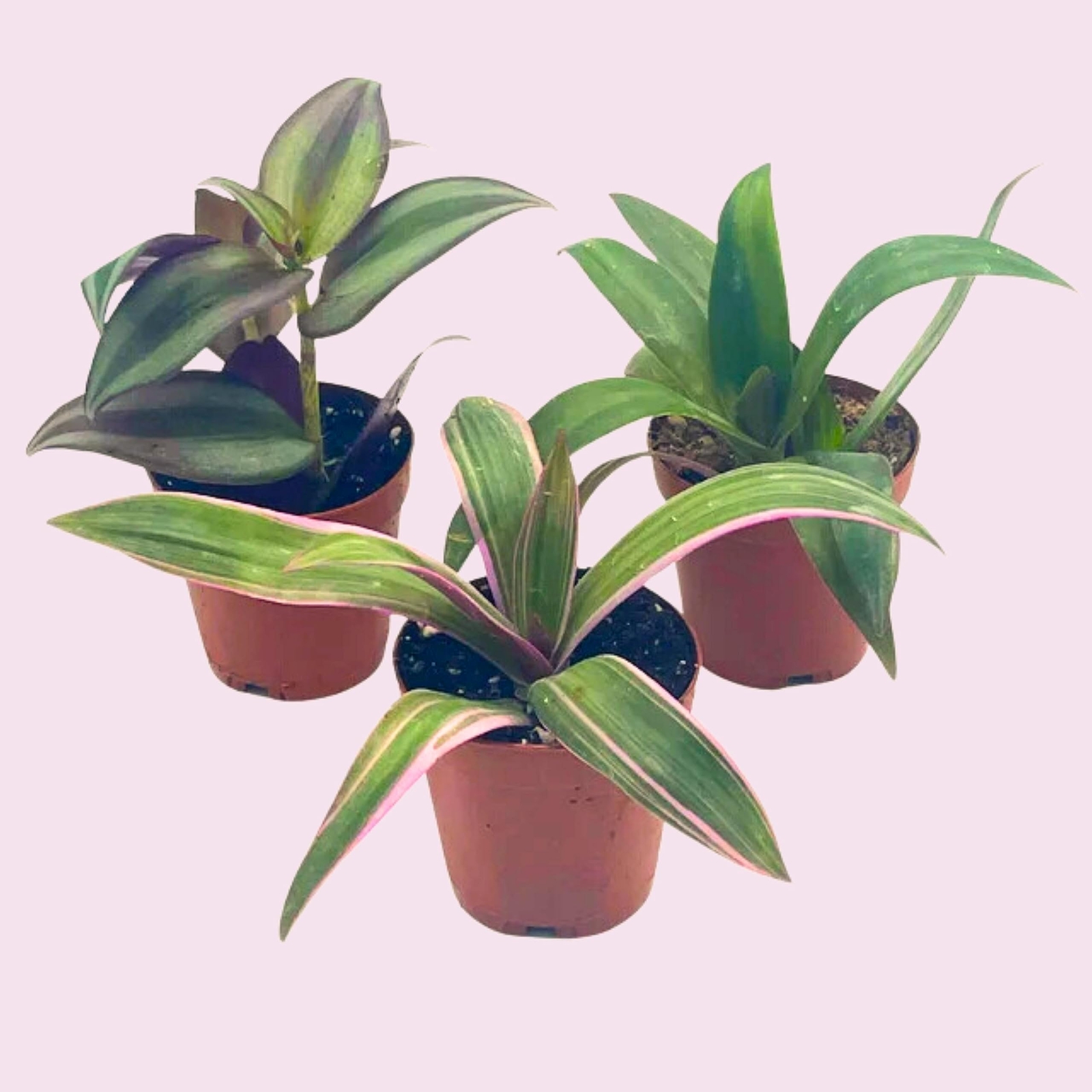 Wandering Jew Assortment, Tradescantia Variety, 2 inch, Set of 3 Tiny Mini Pixie