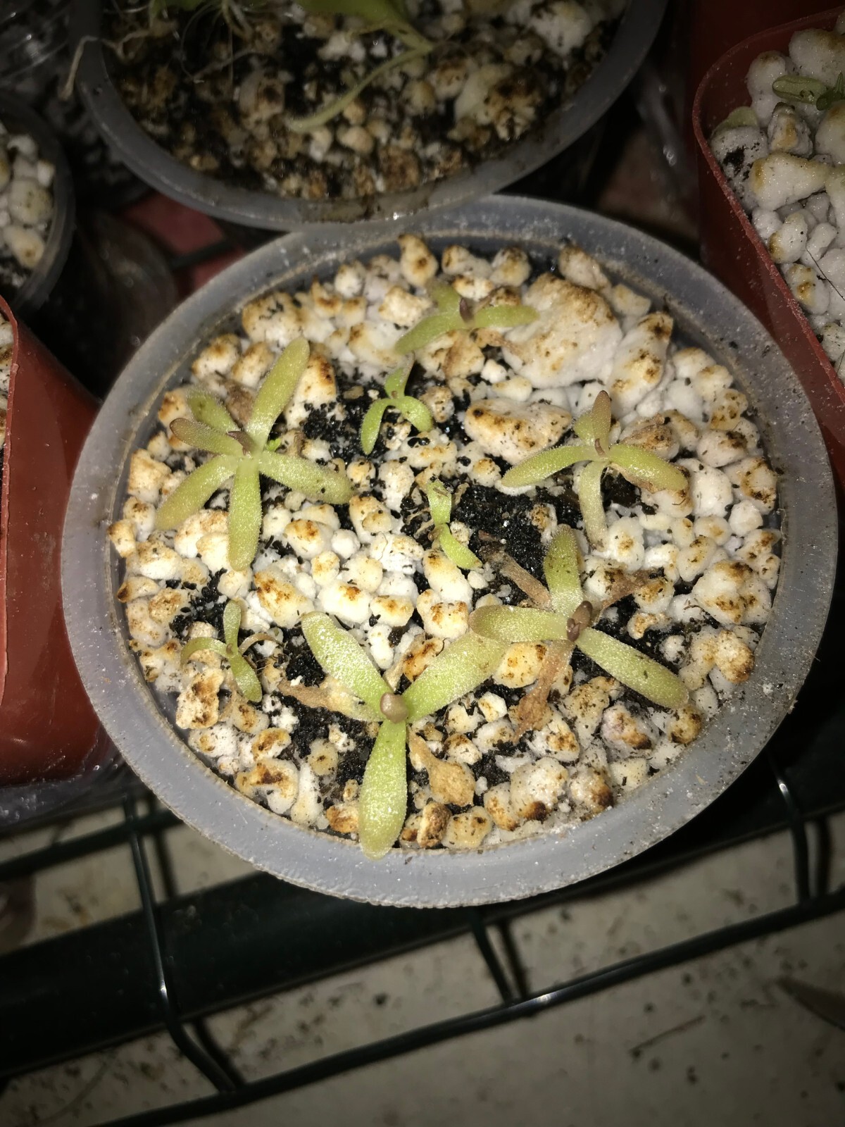 Pinguicula (rotundiflora x gracilis) x moctezumae SG Butterwort, Carnivorous