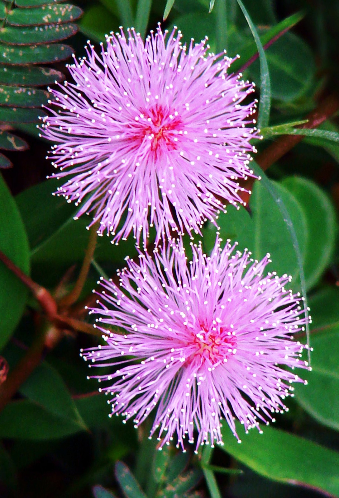 Mimosa pudica, Sensitive plant sleepy bush rare bonsai powder puff seed 20 seeds