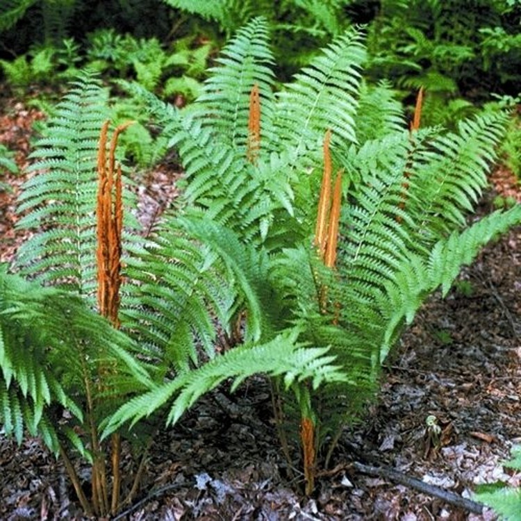 Cinnamons Cinnamomeums Fern Osmundastrum Blue Green Long Fronds 20 Rhizome Roots