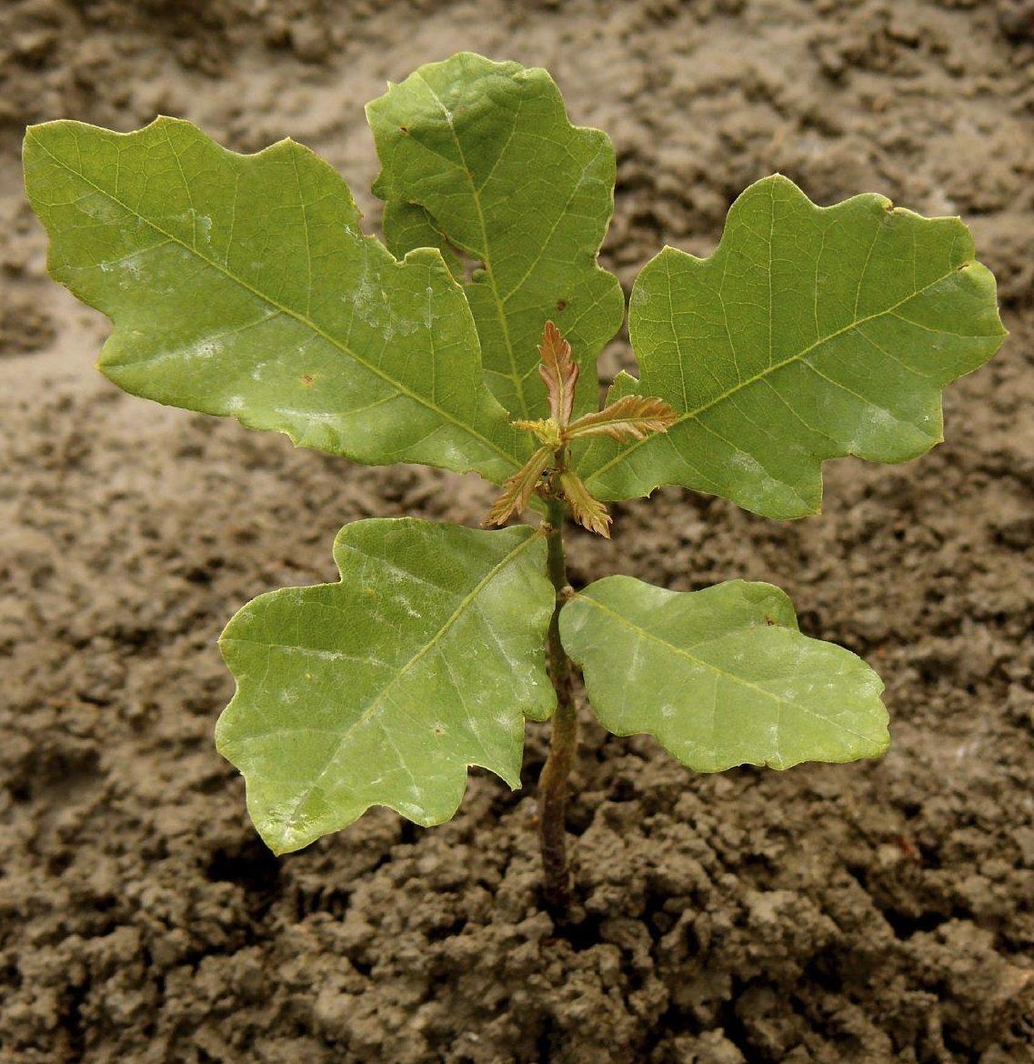 Live Plants -Shrubs -Trees 30 days old, 6″ to 10″ tall Ready to Plant seedlings