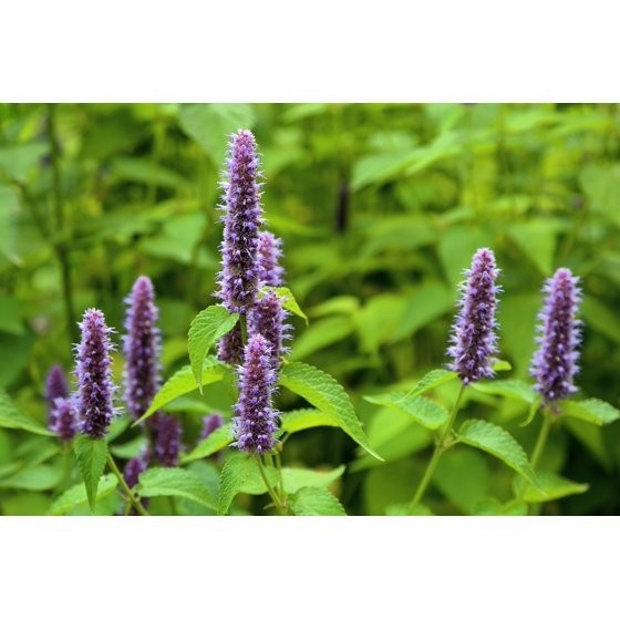 500 Seeds PURPLE ANISE HYSSOP Licorice Mint Agastache Foeniculum Herb Flower