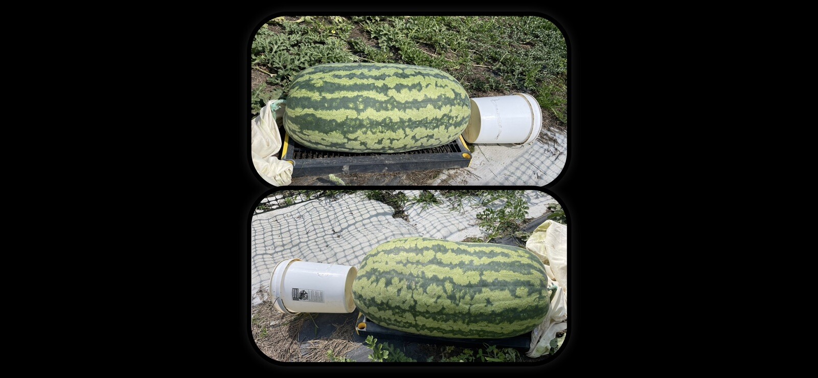 222 Lb Giant Watermelon. $25For 5 Seeds. Free Shipping Worldwide!!
