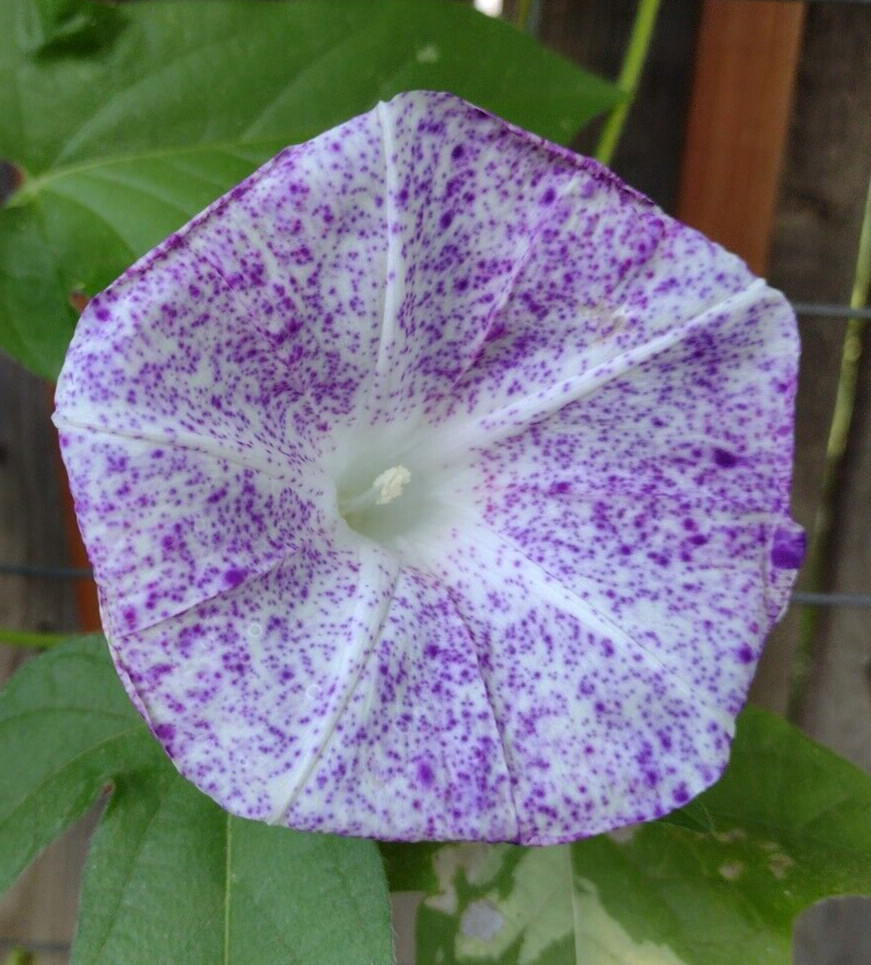 100+ Morning Glory Seeds Mystery Mix | Purple/Blue/Orange/Red/Pink/White/Striped