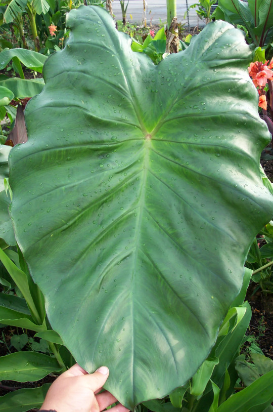 Illustris Colocasia – 1 Live Plant – 3in Pot – Ships Without Pot