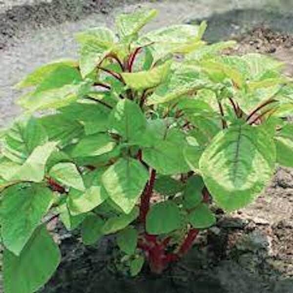 1000-2000+ Varieties Red, Green, Red Stem, White Amaranth Chinese Spinach Seeds