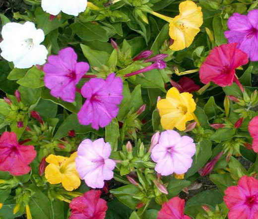 FOUR O’CLOCK Mirabilis Jalapa – 110 Bulk Seeds