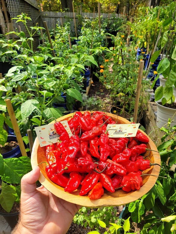Leviathan Gnarly Scorpion Pepper 25 Seeds Red Chili Peppers 750,000+ Scoville