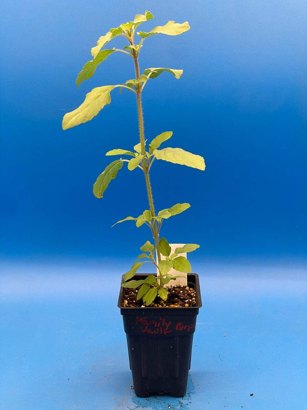 Tulsi, Rama – Live Plant 3″ Starter Pot – Holy Basil – Ocimum Sanctum