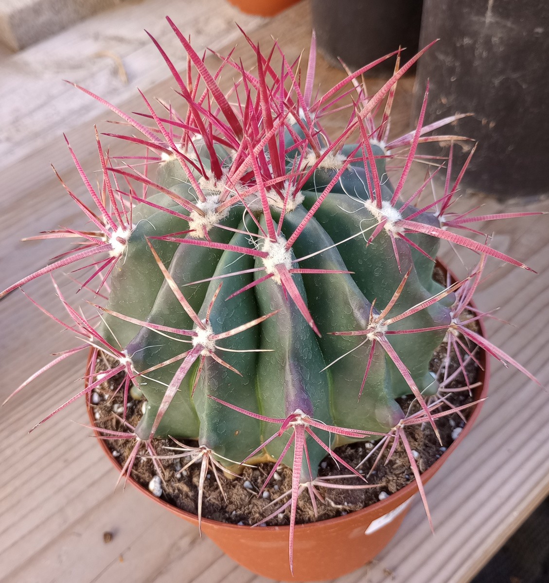 Ferocactus pilosus Red Spine Barrel Cactus Stainesii 6 Inch 16