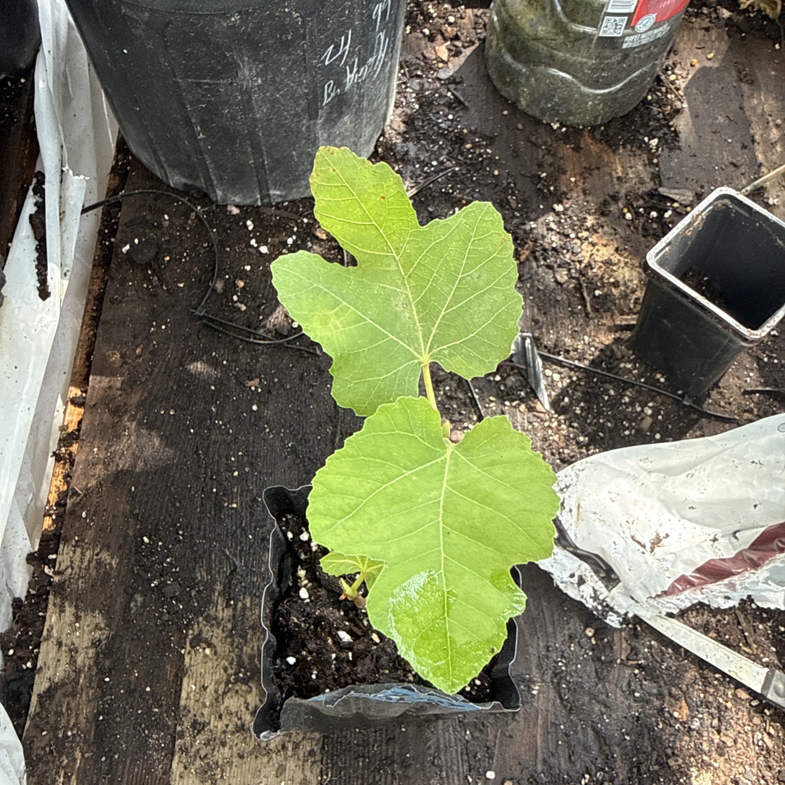 Little Ruby Fig Tree young 🌲