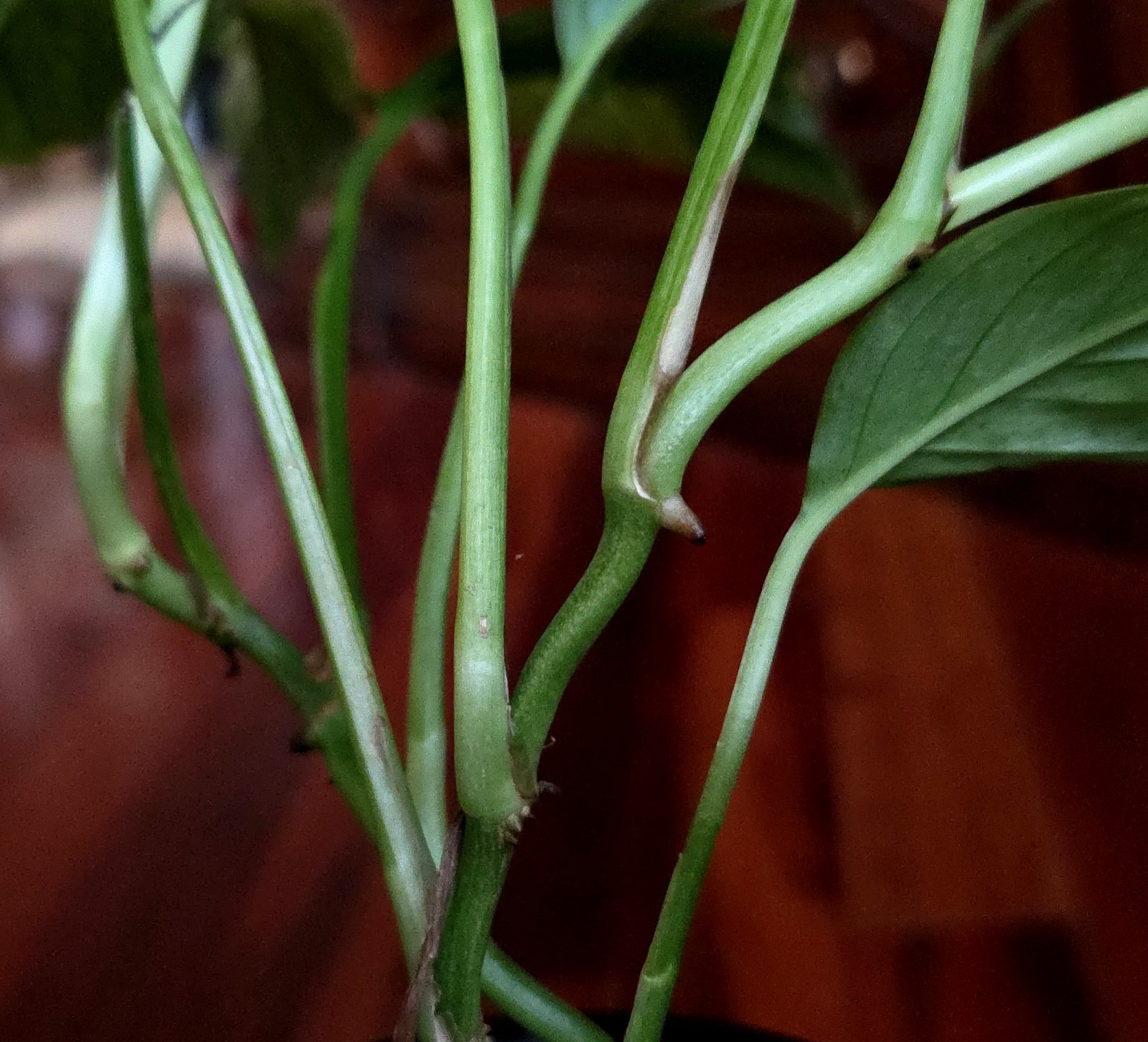 Rare Monstera Laniata Mint Tricolor 14″ Tall 2 Plants No Philodendron Anthurium