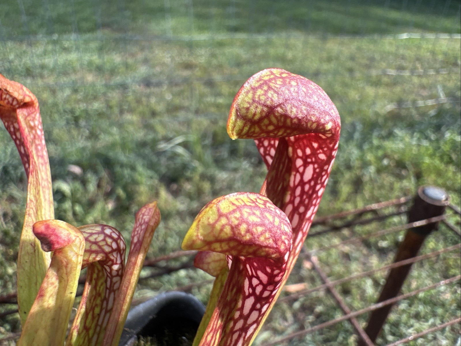 SARRACENIA X FORMOSA “NASSAU CO, FL”. RARE. 4-6” SIZE