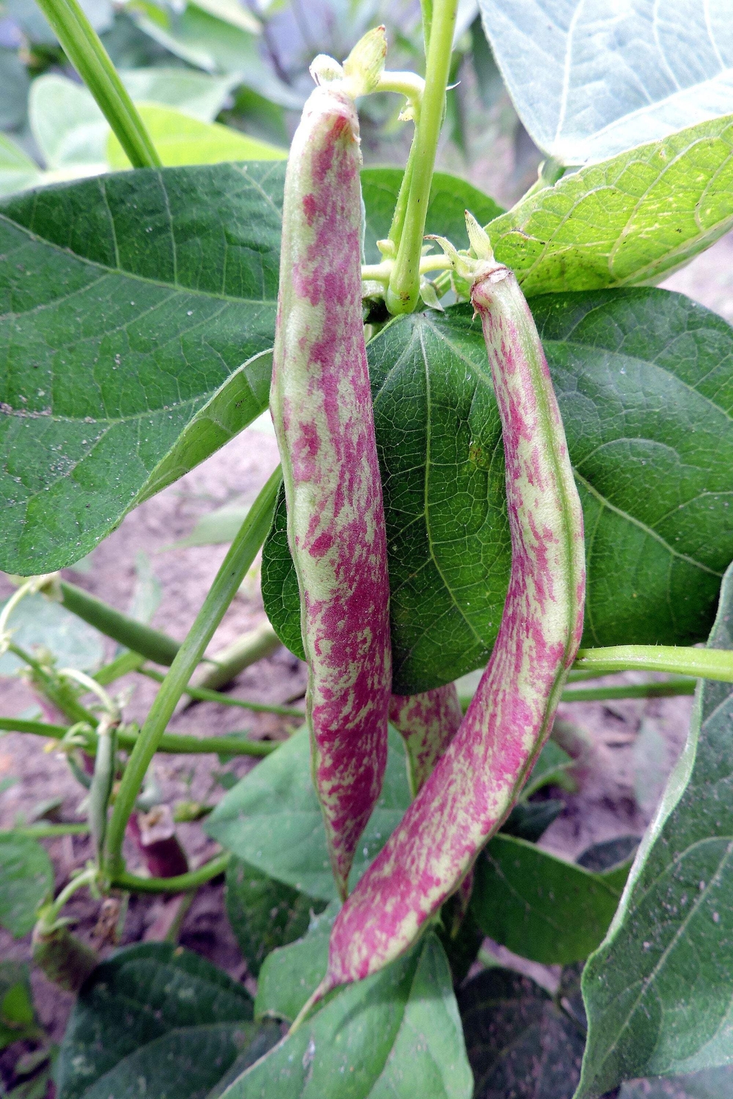 50 DRAGON TONGUE Wax BEAN Yellow Purple Phaseolus Vulgaris Vegetable Seeds