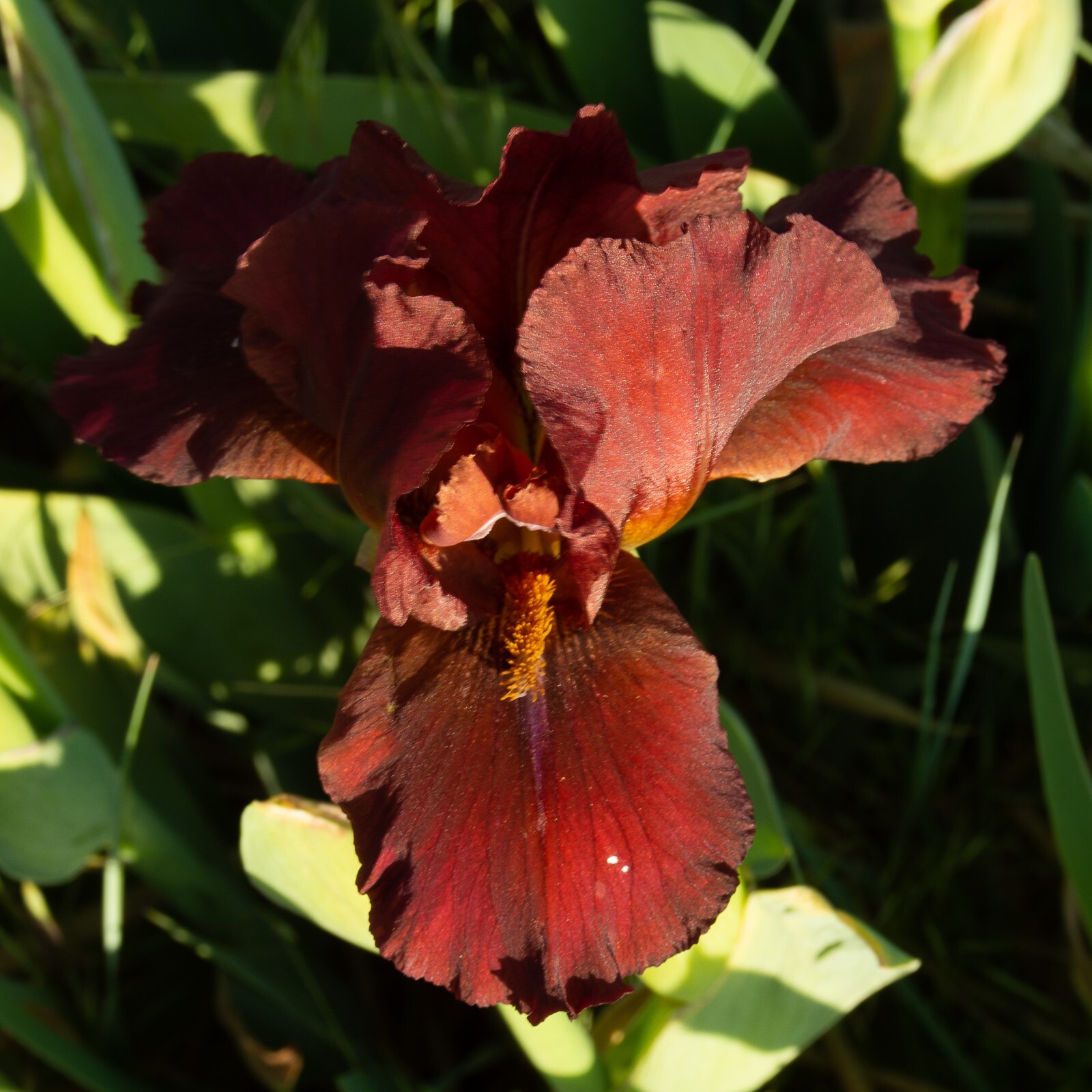 **RED ZINGER** Border Bearded Iris. Freshly Dug, Combined Shipping: Aug/ Sept