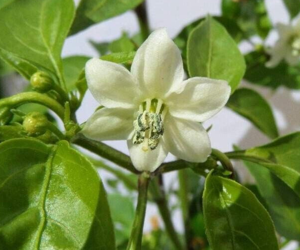 20 Classic Fresh Hot Chiltepin Premium Pepper Seeds-A 19