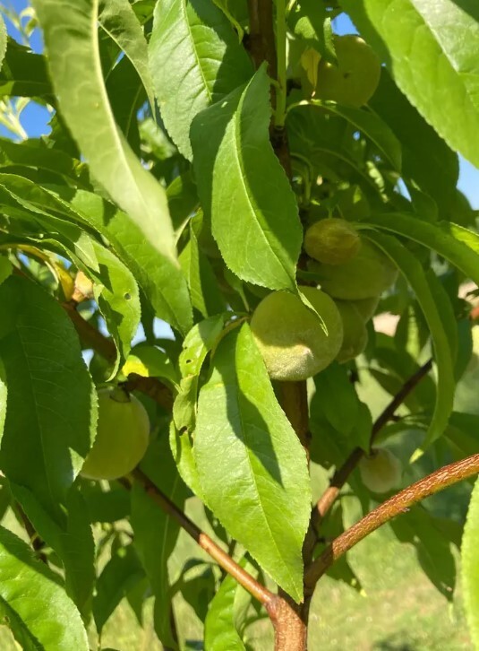 Red Haven Peach Tree 3-4ft Outdoor Prunus Persica Redhaven Fruit Garden Tree