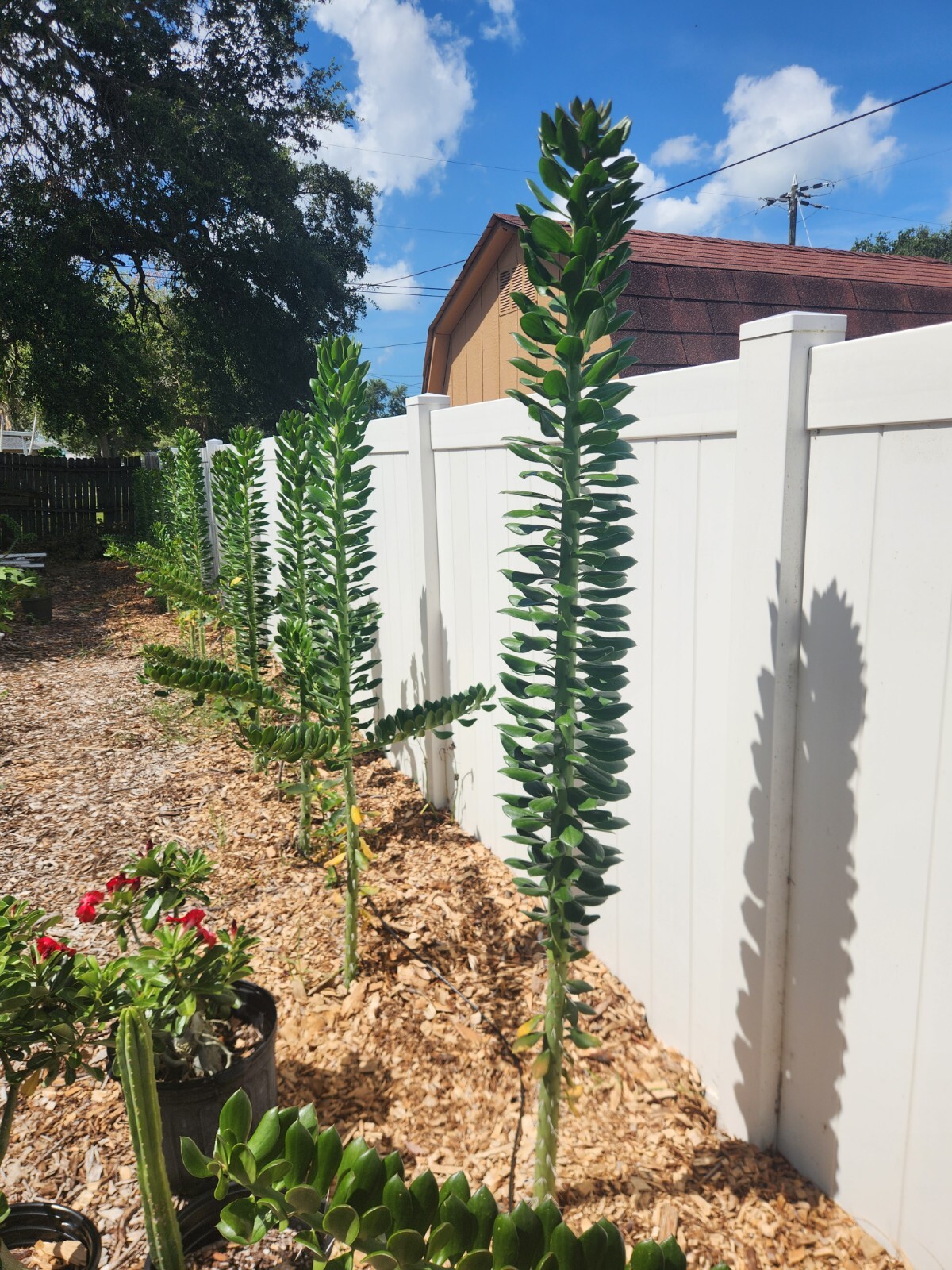 5x GIANT Pereskiopsis. 5″ Cuttings. Grows 15 ‘+ And Thicker than Soda Can. HUGE