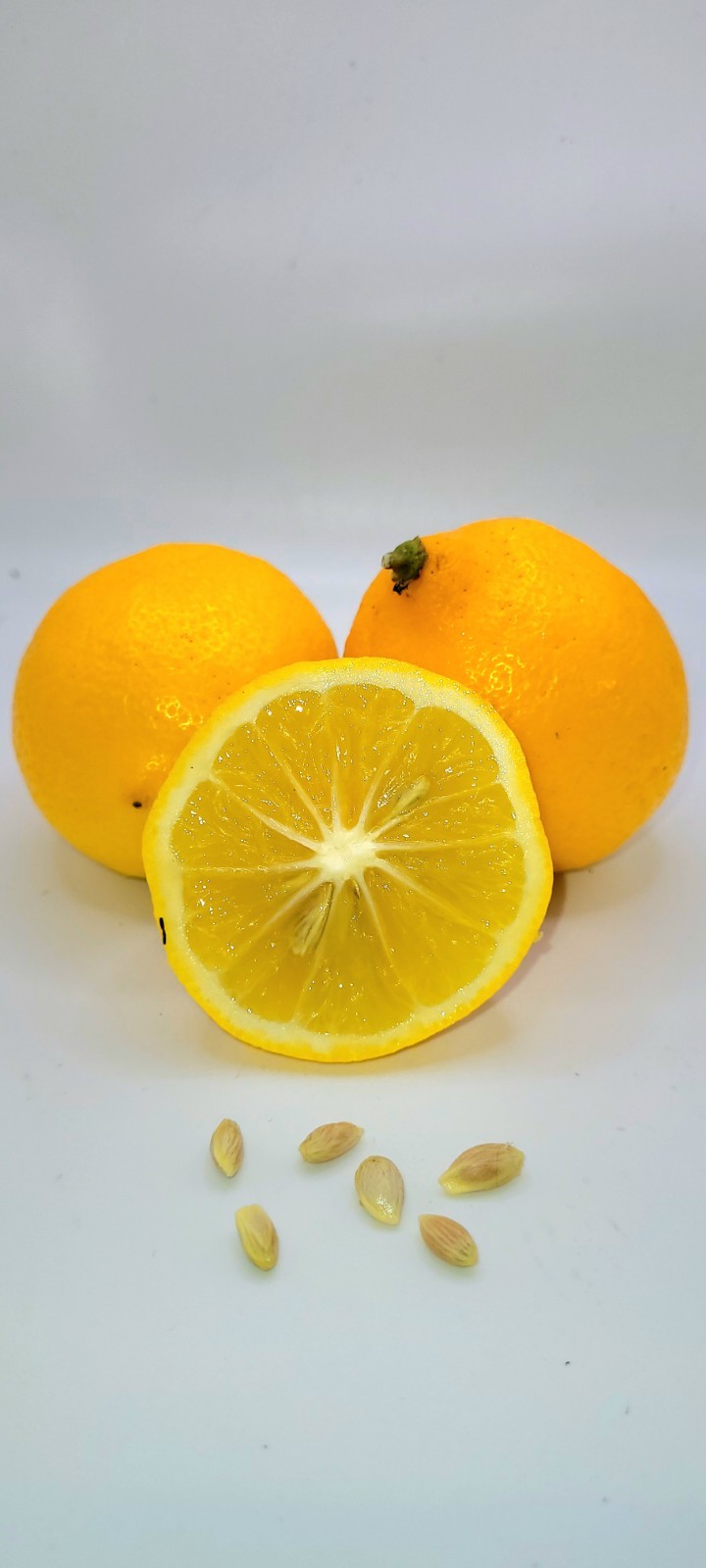 Meyer lemon seedlings, 3-5 inches tall