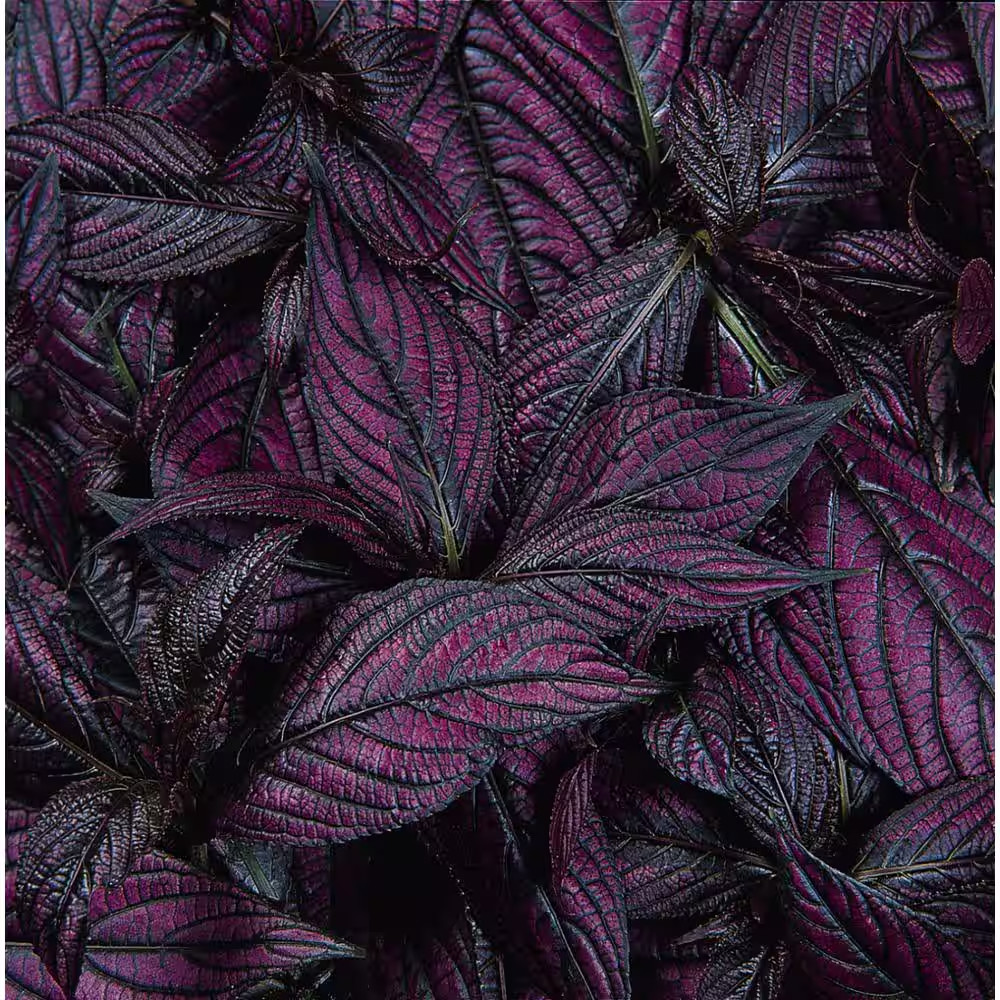 1.38-Pint Strobilanthus Persian Shield in 4.5 In. Grower’S Pot (4-Pack)