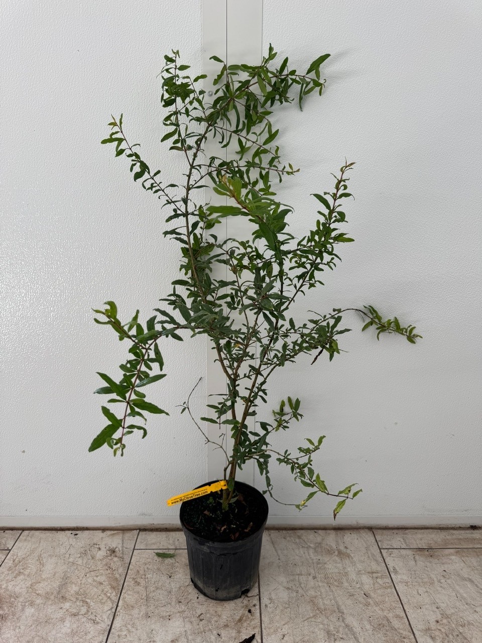 Pomegranate Tree- Parfyanka- 3 gallon 3 Feet Tall. No CA shipping