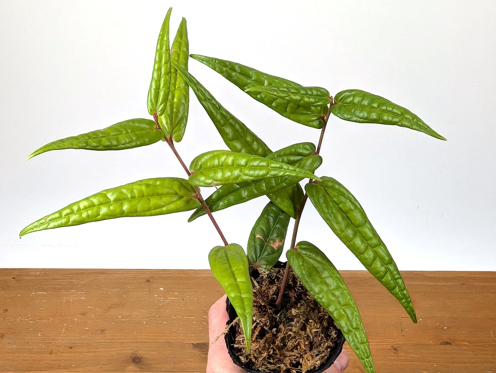 Ceratostema Pedunculatum Pot Size: 3-4″ – Grower’s Choice